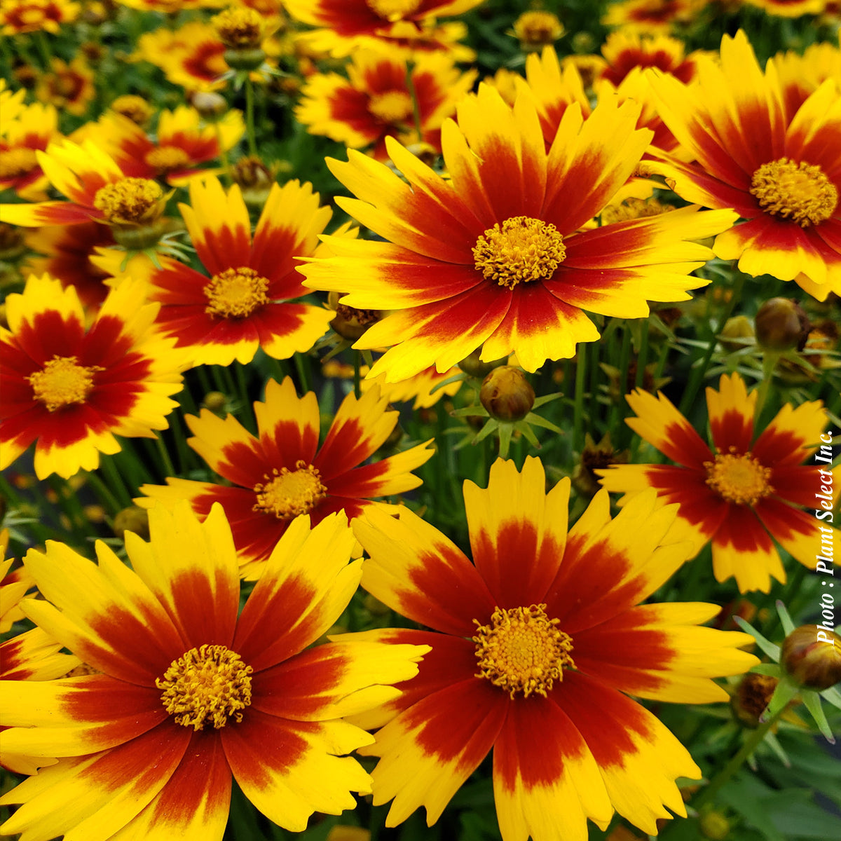 Coreopsis 'Uptick Gold Bronze'