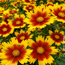 Coreopsis 'Uptick Gold Bronze'