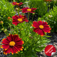 Coreopsis 'Uptick Red'