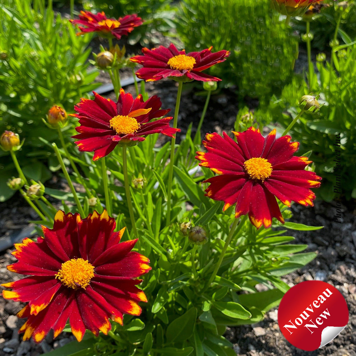 Coreopsis 'Uptick Red'