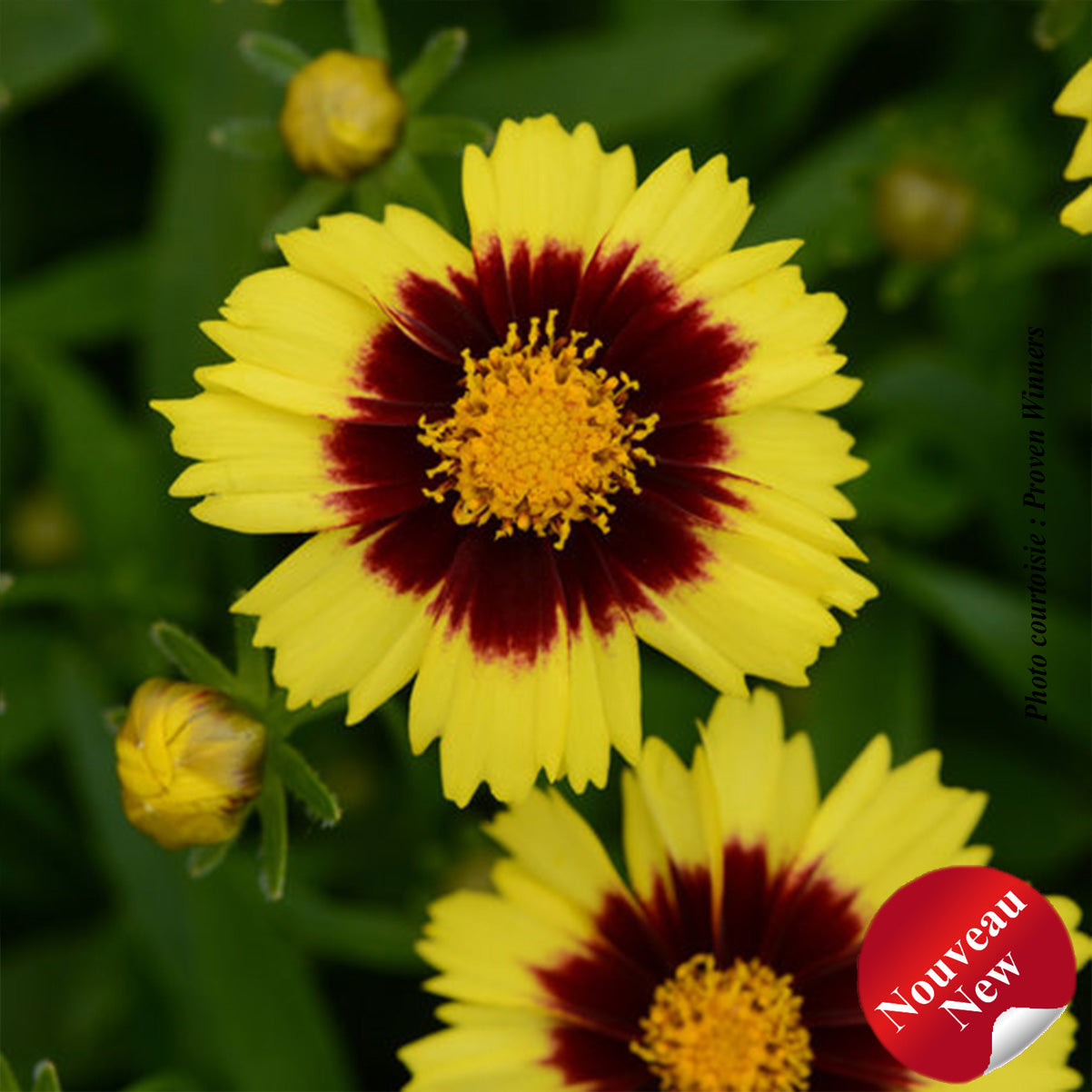 Coreopsis 'Uptick Yellow and Red'