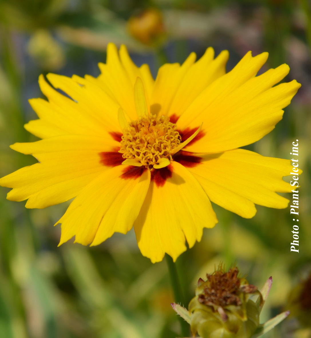 Coreopsis 'Tequila Sunrise'