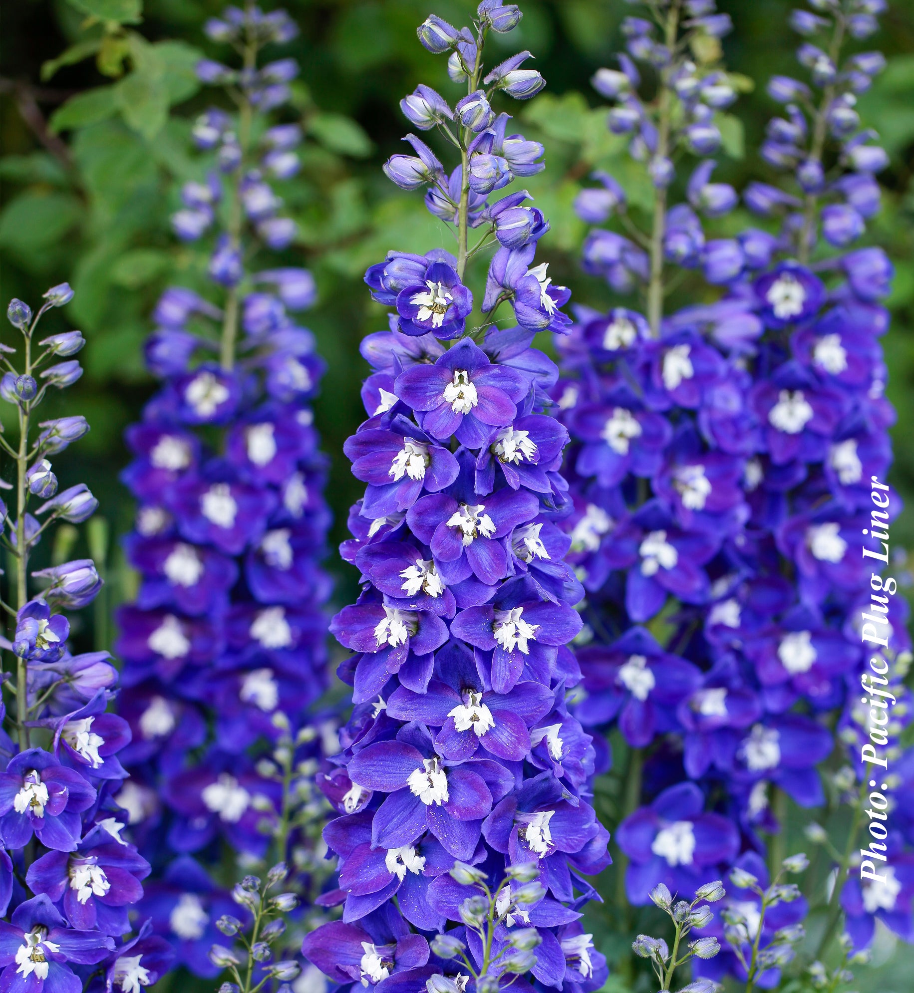 Delphinium 'Delgenius Blue Fabulosa'