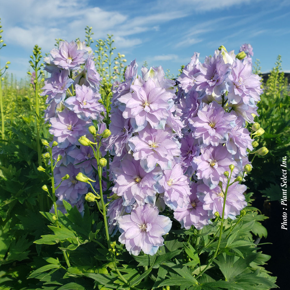 Delphinium 'Delgenius Shelby'
