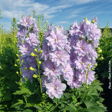 Delphinium 'Delgenius Shelby'