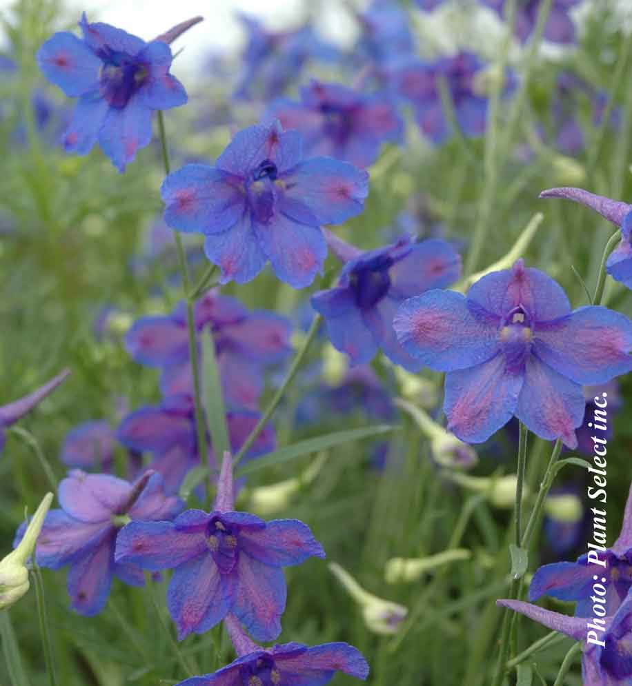 Delphinium grandiflorum 'Blue Butterfly'
