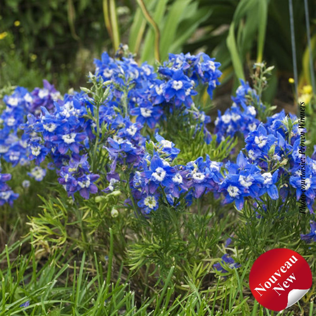 Pied-d’alouette ‘Summer Cloud’ — Delphinium grandiflorum
