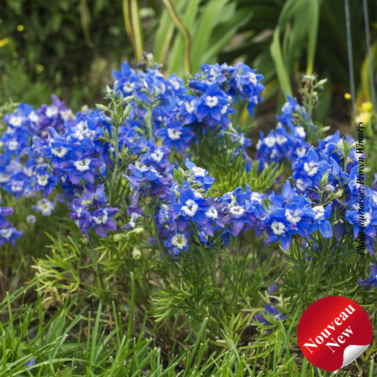 Delphinium grandiflorum 'Summer Cloud'