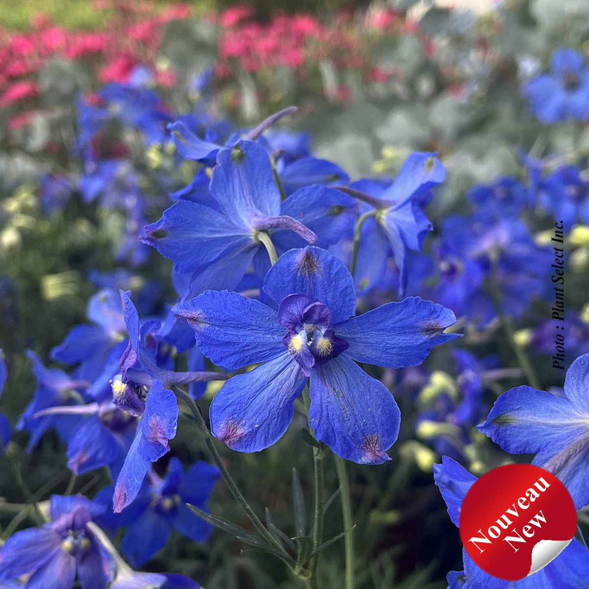 Delphinium 'Hunky Dory Blue'