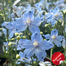 Delphinium 'Hunky Dory Sky Blue'