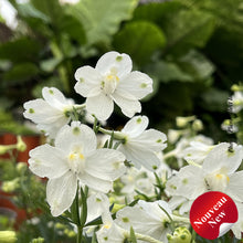 Delphinium 'Hunky Dory White'