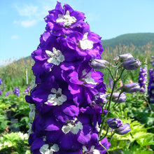 Delphinium 'Dark Blue/White Bee'