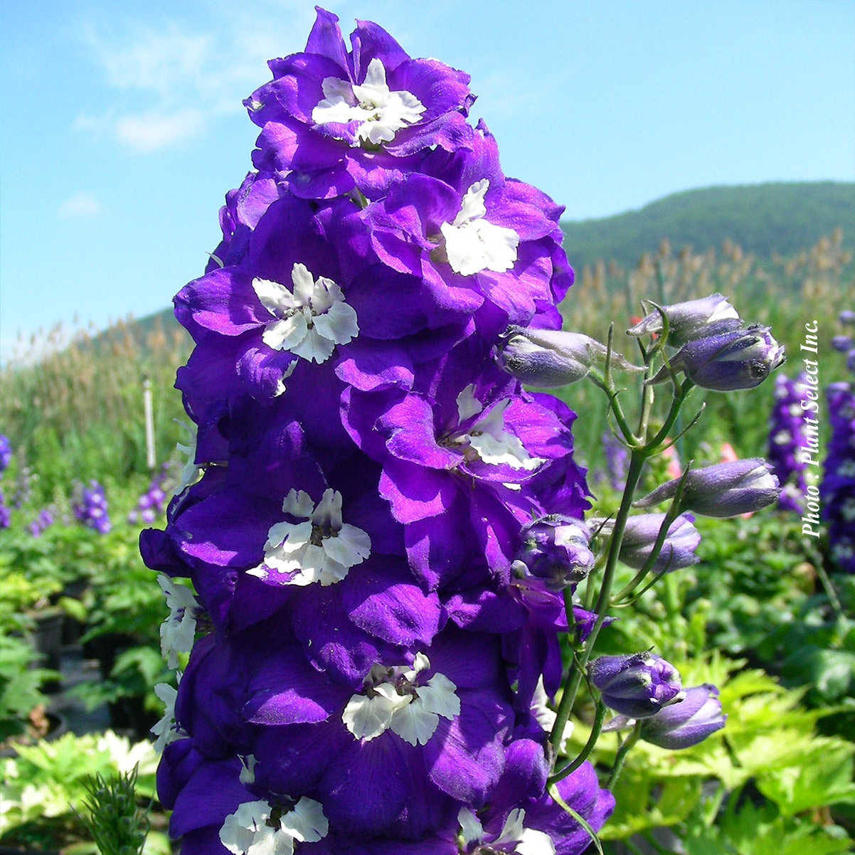 Delphinium 'Dark Blue/White Bee'
