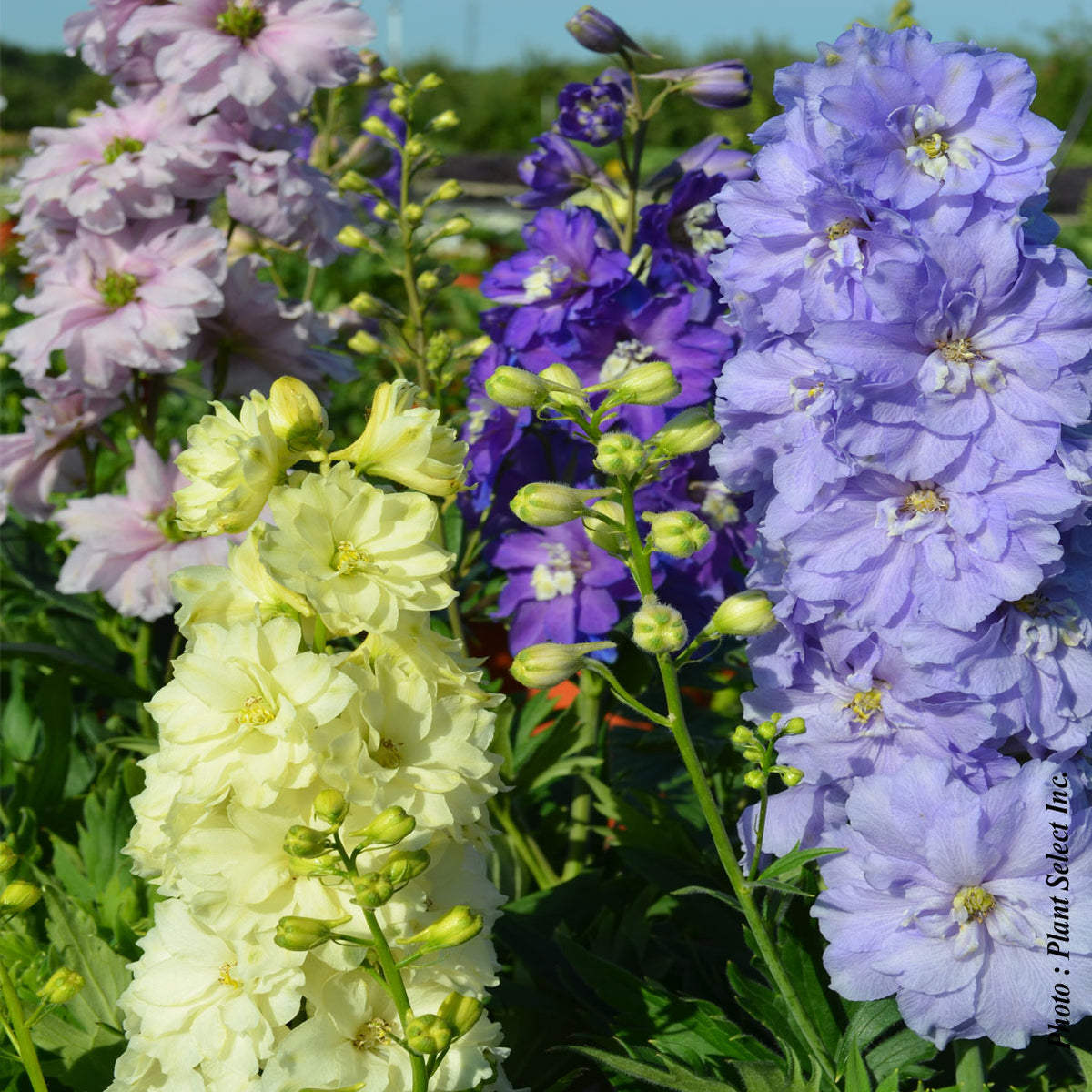 Delphinium 'Dwarf Stars'