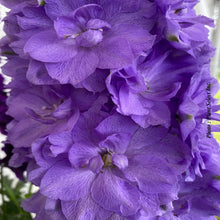 Delphinium elatum 'Paramo Azul'