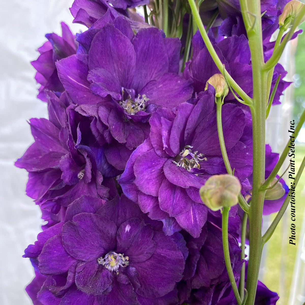 Delphinium elatum 'Paramo Black Velvet'