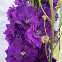 Delphinium elatum 'Paramo Black Velvet'