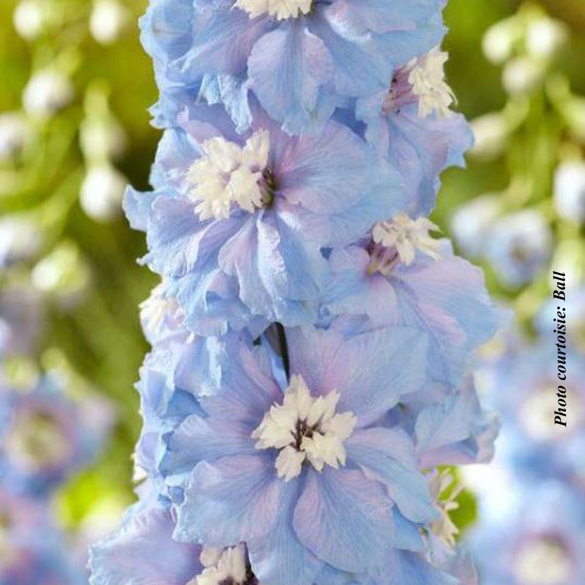 Delphinium elatum 'Paramo Celeste'