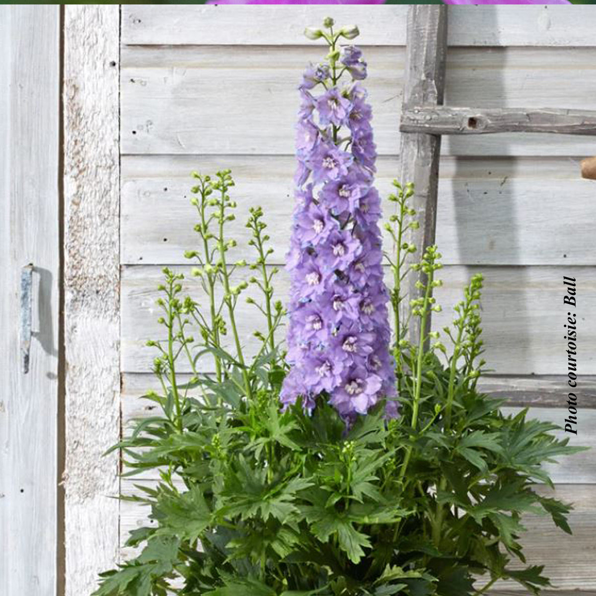 Delphinium elatum 'Paramo Lavanda'