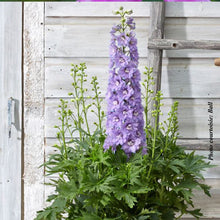 Delphinium elatum 'Paramo Lavanda'