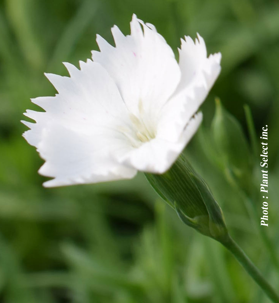 Dianthus 'Kahori Annabelle'