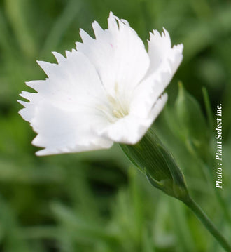 Œillet 'Kahori Annabelle'. Les pétales arrondis forment des fleurs plates, avec de petites dents et échancrures sur les bords. Les pétales blancs captent la lumière, avec de douces ombres grises entre leurs plis. Des étamines pâles et de petites parties centrales ressortent entre les pétales ouverts. Des feuilles vertes apparaissent autour des fleurs et entre les tiges de la photo. La fleur principale est nette sur le fond flou, où les couleurs se mêlent.