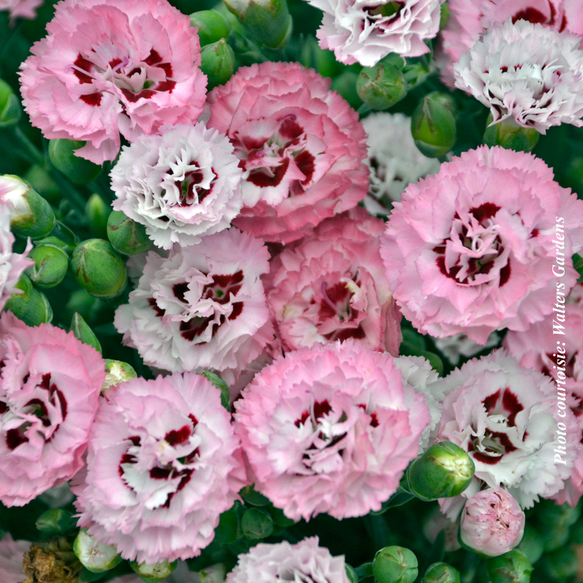Dianthus 'Pretty Poppers Appleblossom Burst'
