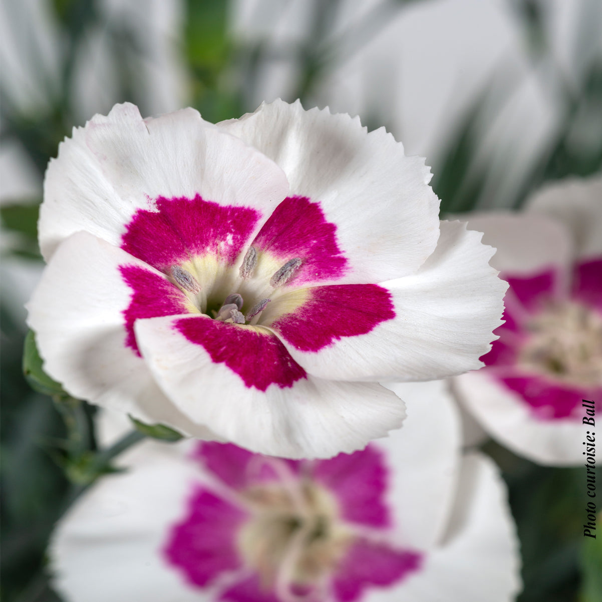 Dianthus 'American Pie Berry a la Mode'