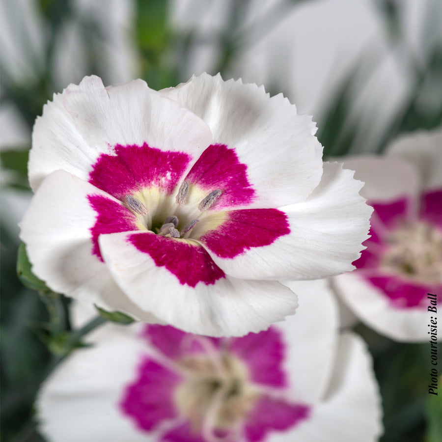 Dianthus 'American Pie Berry a la Mode'