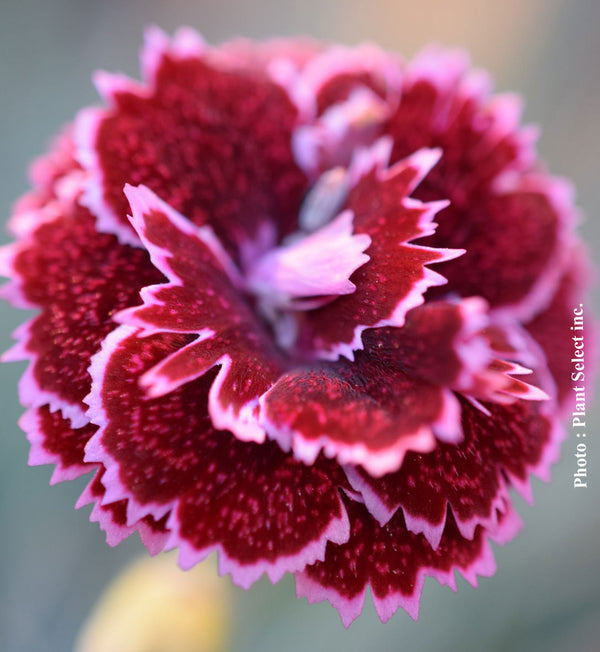 Dianthus 'Fruit Punch Black Cherry Frost'