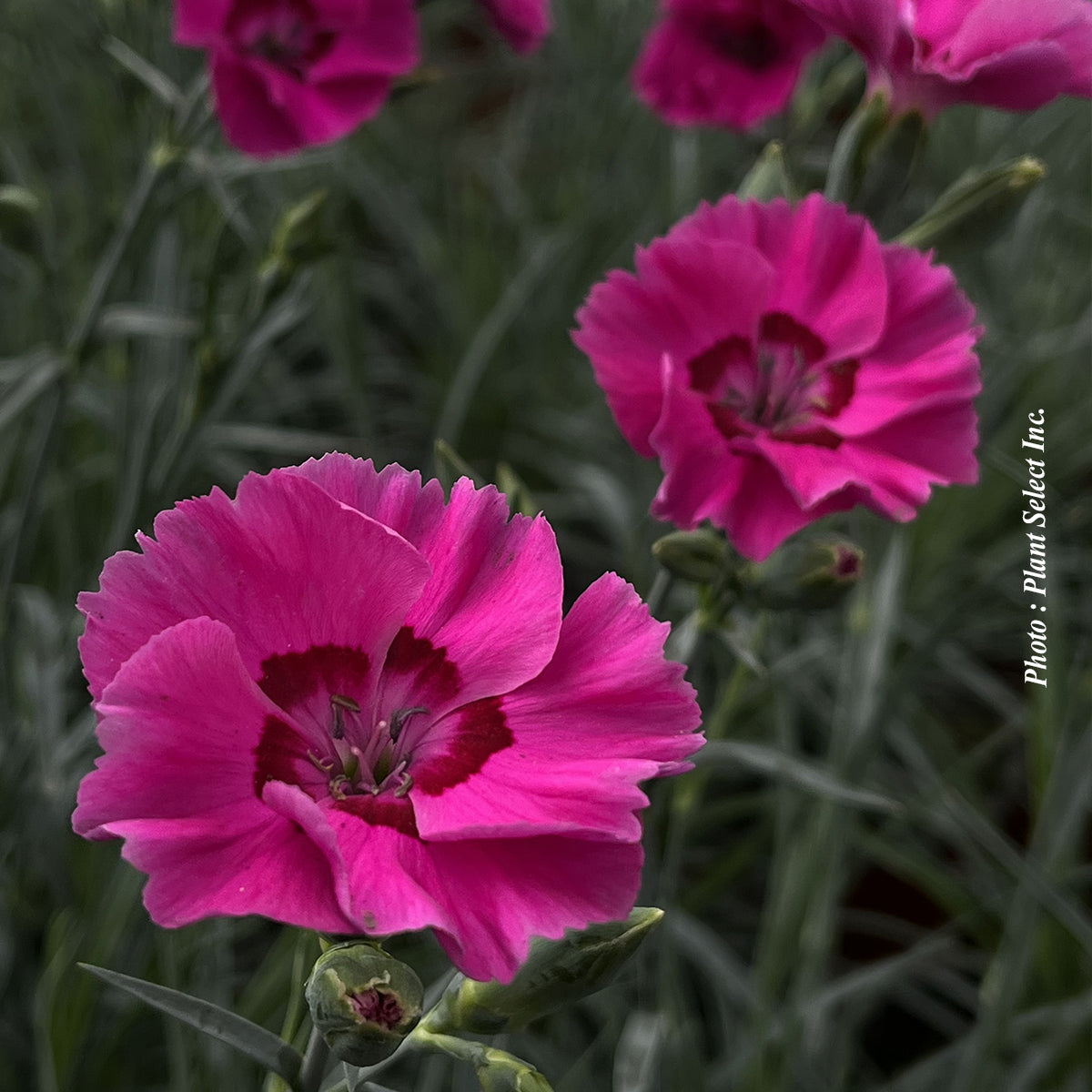 Dianthus 'American Pie Bumbleberry Pie'