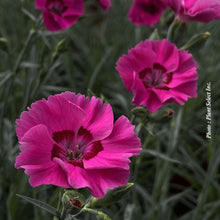 Dianthus 'American Pie Bumbleberry Pie'