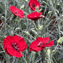Dianthus 'American Pie Cherry Pie'