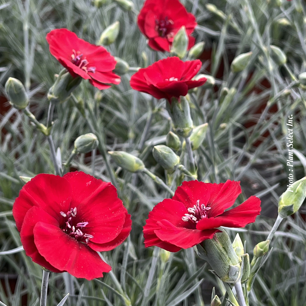 Dianthus 'American Pie Cherry Pie'