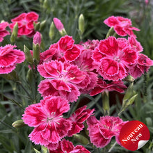 Dianthus 'Delilah Bicolor Magenta'