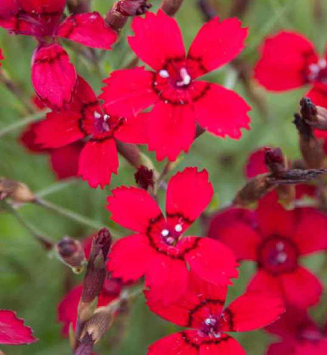Dianthus deltoides 'Flashing Light'
