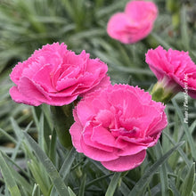 Dianthus 'Pretty Poppers Double Bubble'