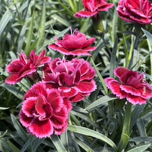 Dianthus 'EverLast Burgundy Blush'