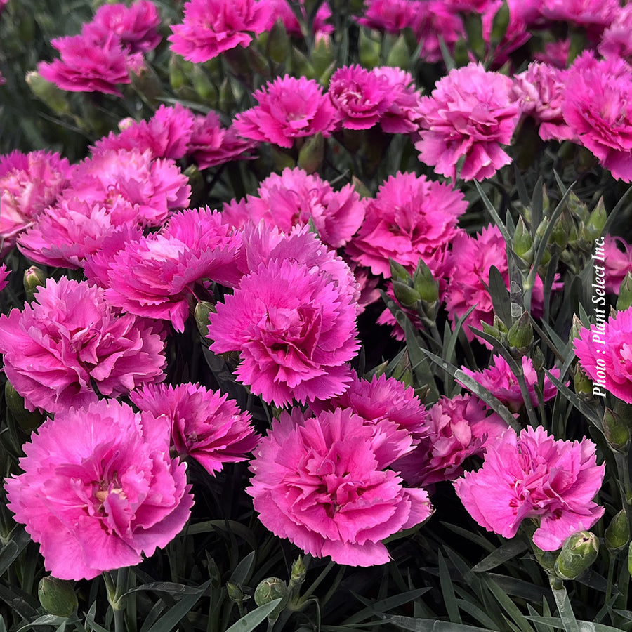 Œillet ‘EverLast Orchid’ — Dianthus