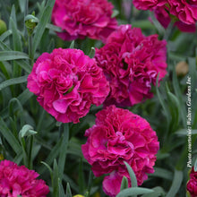 Dianthus 'Fruit Punch Funky Fuchsia'