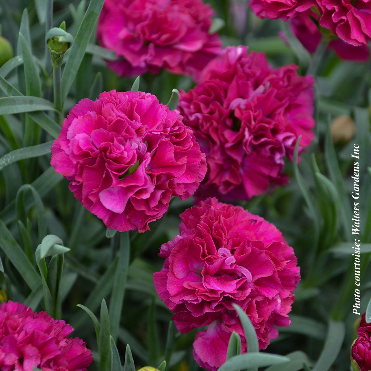 Dianthus 'Fruit Punch Funky Fuchsia'