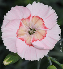 Dianthus 'American Pie Georgia Peach Pie'