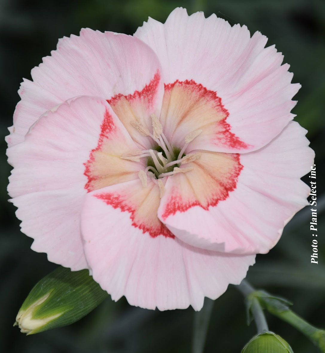 Dianthus 'American Pie Georgia Peach Pie'