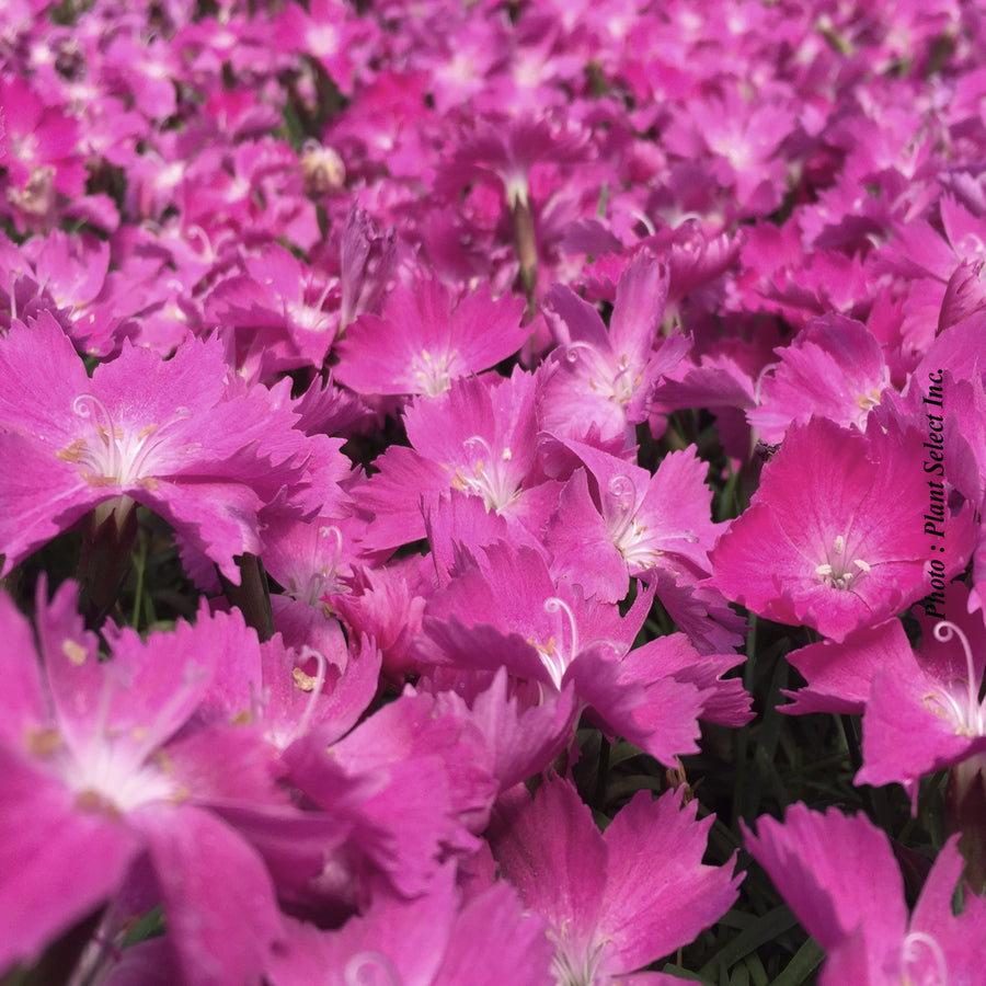 Dianthus 'Kahori'