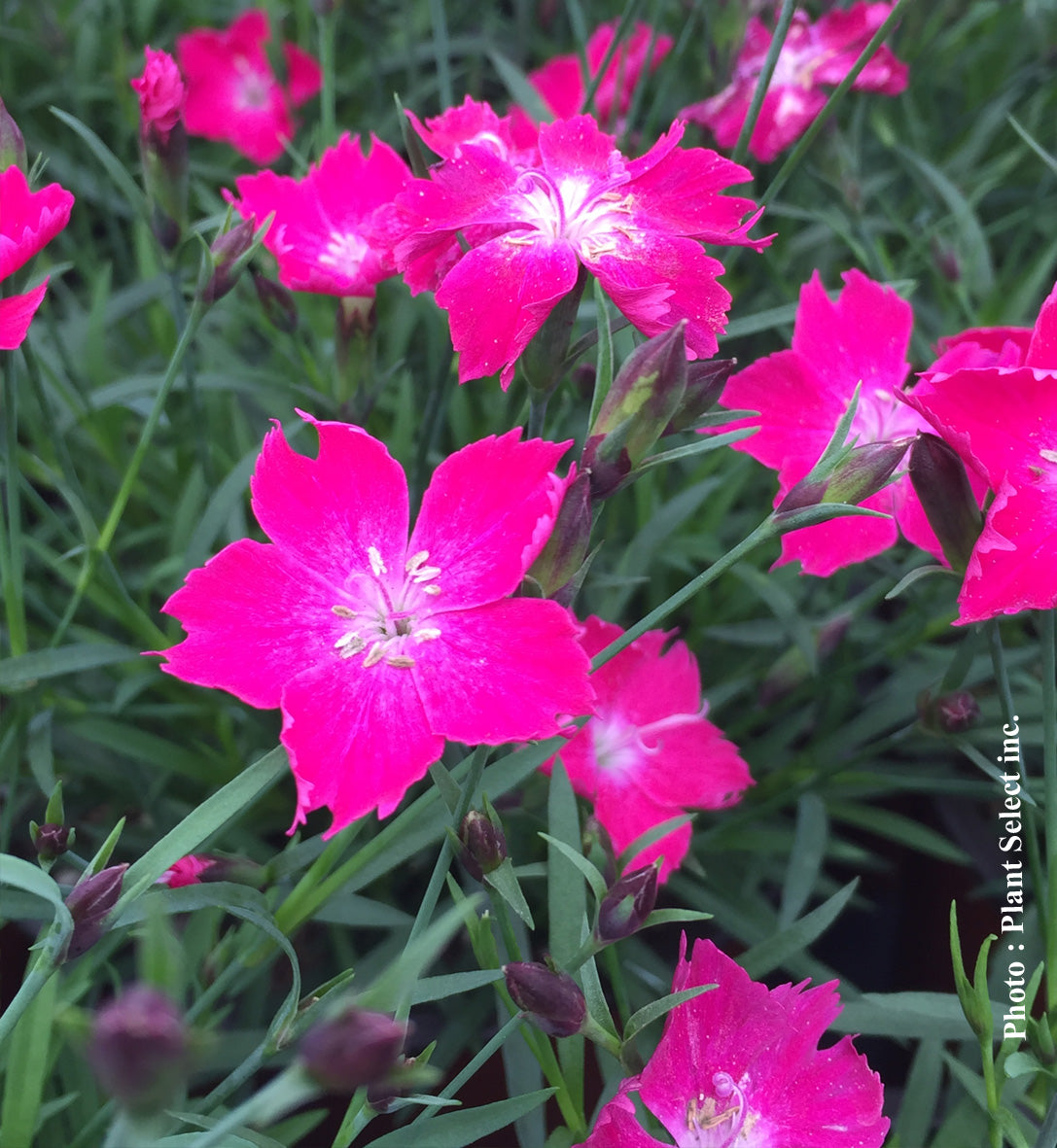 Dianthus 'Kahori Scarlet'