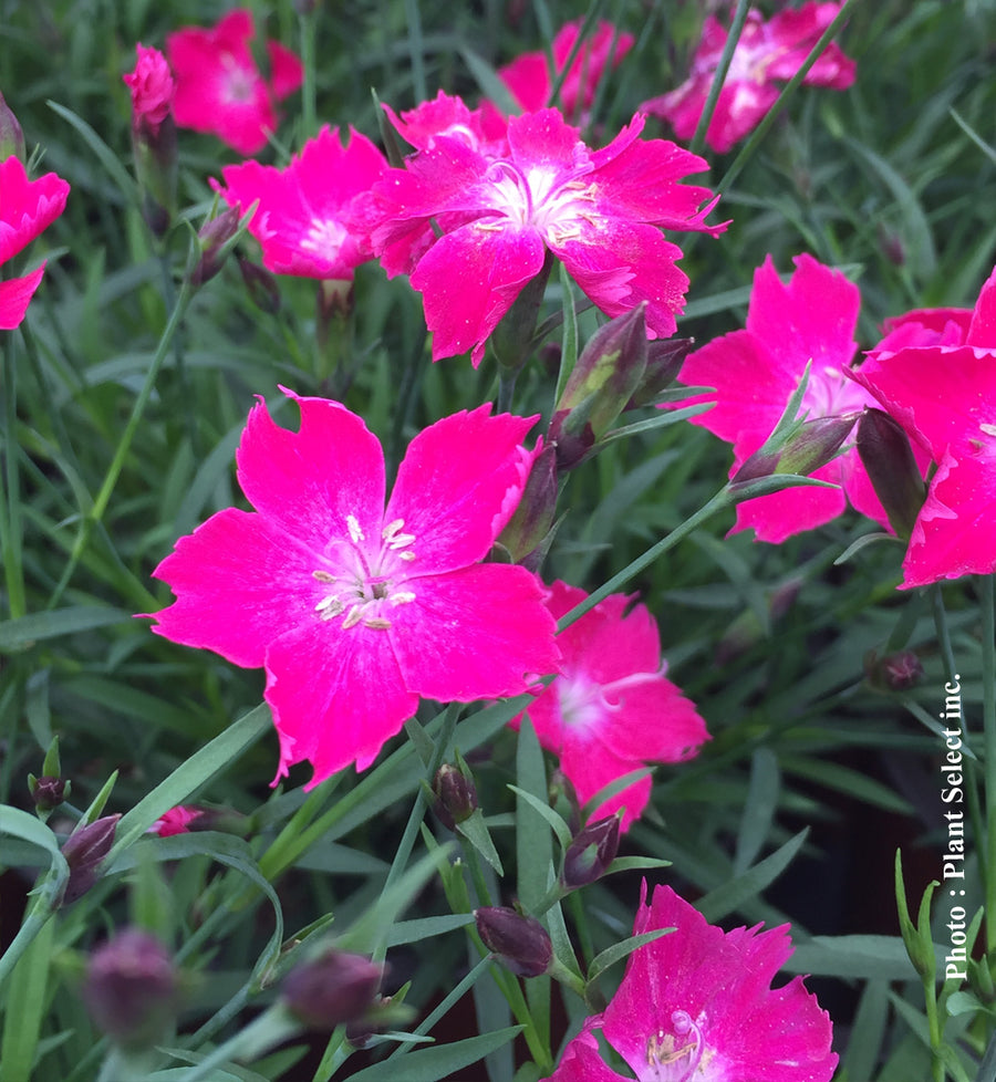 Œillet ‘Scarlet’ — Dianthus