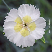 Dianthus 'American Pie Key Lime Pie'