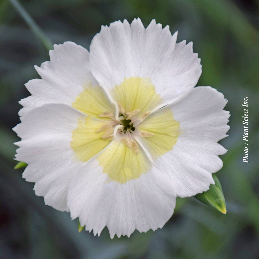 Œillet ‘Key Lime Pie’ — Dianthus