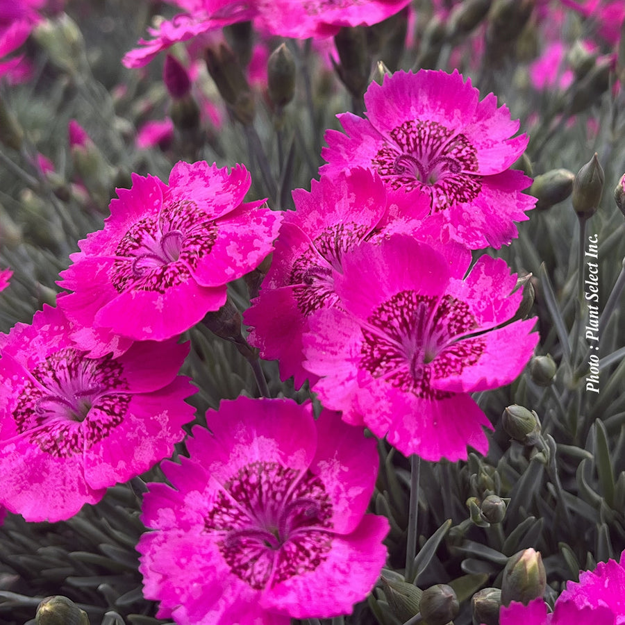 Dianthus 'Star Single Neon Star'