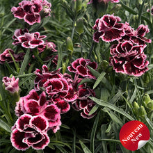 Dianthus 'Odessa Pierrot'